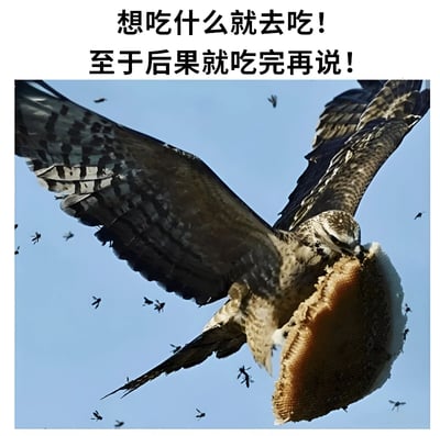 图片上方有两行加粗黑色文字：“想吃什么就去吃！至于后果就吃完再说！”。下方是一张野生动物摄影照片，一只鹰（或类似猛禽）正展翅飞行，嘴里叼着一大块蜂巢，周围有许多蜜蜂飞舞，似乎在围攻这只鹰。图片通过鹰不顾蜜蜂攻击执意带走蜂巢的场景，与上方文字形成幽默呼应，传达出“即时满足，后果稍后再说”的轻松调侃意味。