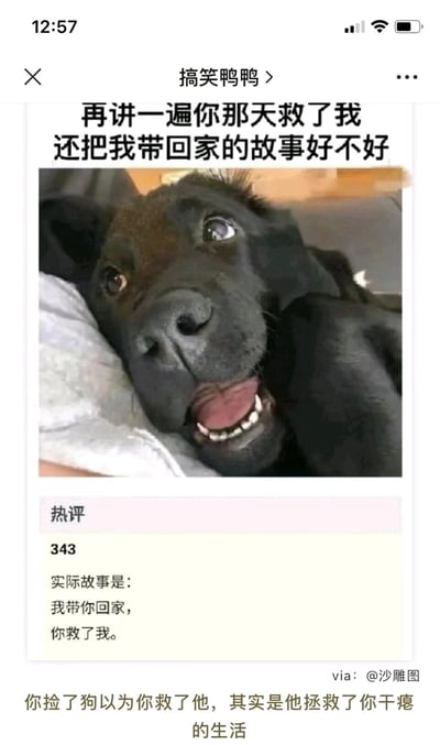 这是一张来自微信公众号“搞笑鸭鸭”的治愈系图文内容，主体是一只趴在枕头上的黑色狗狗，它眼睛亮晶晶、吐着舌头，一脸期待地看向镜头，上方配文以狗狗的视角说出：“再讲一遍你那天救了我还把我带回家的故事好不好”。下方热评用反转的文字回应：“实际故事是：我带你回家，你救了我。”，最底部的总结文案点明核心：“你捡了狗以为你救了他，其实是他拯救了你干瘪的生活”。整体内容传递出宠物与主人之间双向治愈的温暖情感，狗狗的可爱表情和戳心的文字相互呼应，极易引发养宠人群的情感共鸣。