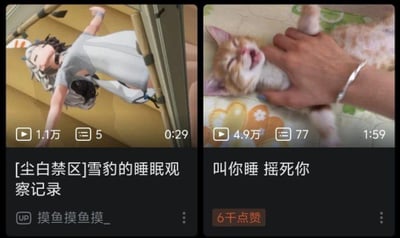 这是一张由两个视频缩略图拼接而成的左右对比图，左侧是B站UP主制作的游戏《尘白禁区》相关二创视频缩略图，标题为「[尘白禁区]雪豹的睡眠观察记录」，画面中游戏角色雪豹躺着呈现睡眠状态；右侧是一则热门短视频的缩略图，标题为「叫你睡 摇死你」，画面里一只手正在摇晃一只躺着的橘白小猫，小猫张着嘴，神态看起来烦躁又不情愿。两张图围绕“睡眠”主题形成强烈反差，左侧是安静的睡眠观察，右侧是搞怪的打扰睡眠，通过这种反差制造出搞笑的趣味效果，暗合了“想睡和被打扰睡”的反差梗，让游戏角色和现实动物的场景形成有趣的对应。