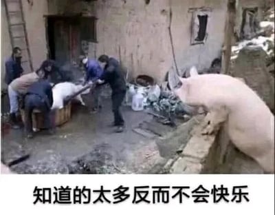 图片展示了一处破旧房屋前的场景：几名男子正合力将一头白色的猪抬进木箱，周围环境杂乱，散落着杂物和石块。右侧一只体型较大的粉色猪站在石阶上，扭头平静地注视着这一幕。图片底部配有文字“知道的太多反而不会快乐”，通过拟人化手法赋予旁观的猪“知晓内情”的视角，形成幽默反差——仿佛这只猪因了解同伴即将面临的命运而流露出无奈，暗合文字传达的“无知是福”的调侃意味。