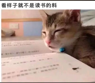 这是一张文字加注类静态单图，画面主体是一只戴着蓝色项圈的狸花小猫，它趴在摊开的书本上，双眼半睁半闭，眼皮沉重，呈现出一副昏昏欲睡、完全提不起精神的疲惫模样。图片上方配有黑色文字“看样子就不是读书的料”，用拟人化的方式调侃小猫这副不想“读书”、学不进去的状态，生动还原了很多人在学习时感到困倦、提不起劲的厌学情绪，可爱的动物搭配搞笑的调侃文字，很容易引发学习者的共鸣，是一张用来表达学习疲惫、厌学情绪的宠物表情包。