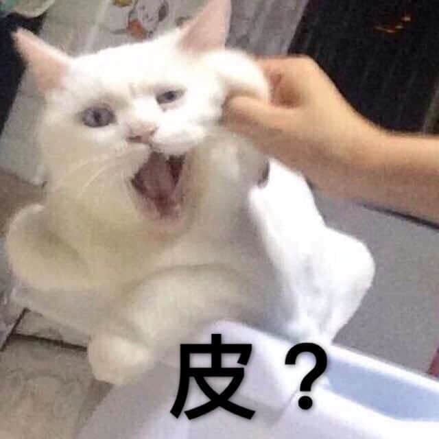 被揪耳朵的白猫表情包