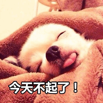 狗狗裹毯赖床：今天不起了！