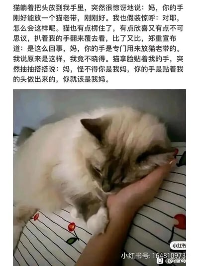 这是一组充满温情的图文结合内容，上方是一段拟人化的温馨文字，以猫咪的视角和主人展开趣味对话：猫咪把头放到主人手里后，惊讶地表示主人的手掌刚好能容纳自己的脑袋（猫咪戏称自己脑袋为“猫老带”），随后郑重宣布主人的手是专门用来放自己脑袋的，最后还“抽抽搭搭”地感慨主人的手是照着它的头做的，主人也配合着回应猫咪的可爱话语；下方的实拍图片中，一只布偶猫正闭着眼，温顺地将脑袋枕在主人的手掌上，前爪搭在主人手臂附近，姿态放松又安心，画面治愈感拉满，生动展现出宠物和主人之间亲密依赖的温馨日常，用拟人化的手法让平凡的养猫瞬间变得暖心又有趣，增添了内容的萌感与温度。