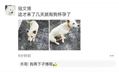 这是一张微信朋友圈的截图内容，用户寇文博发布了一条动态，配文为“这才来了几天就有狗怀孕了”，并附带了两张白色小狗的实拍图。右侧的图片里，一只白色小狗坐着，身下有一只深色小狗，二者的位置形成了视觉错觉，看起来像是这只白狗怀孕了。评论区中用户禾哥回复“有两下子博哥👍”，将动态里的“狗怀孕”与发布者寇文博关联起来，用调侃的方式制造出搞笑效果，让这条日常分享的动态充满趣味，属于熟人社交圈里的趣味互动内容。