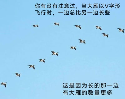 这是一张图文结合的冷笑话梗图，画面主体是浅蓝色天空中一群呈V字形队列飞行的大雁，其中队列的左侧大雁数量更多，视觉上显得更长。图中上下分别配有两段文字，上方文字以提问的方式引导观者注意大雁V字队列的不对称性，下方文字则给出了一个看似正确却毫无信息量的“废话式”解释，通过这种直白无厘头的内容制造出冷幽默的效果，属于网络上流行的趣味段子类型。