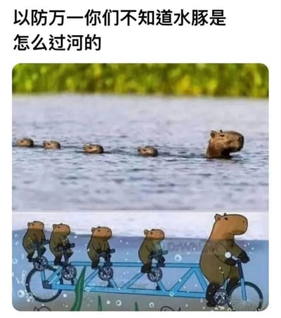 这是一张上下对比的趣味梗图，上方为真实的动物场景：一只成年水豚带着四只幼年水豚在水中游泳过河，仅露出头部；下方是网友的脑洞二次创作，将真实水豚的头部与卡通风格的连体自行车身体相结合，营造出水豚们集体骑特制连体自行车过河的搞笑画面。配文“以防万一你们不知道水豚是怎么过河的”，用幽默的方式调侃真实的水豚游泳行为，充满趣味性和创意。