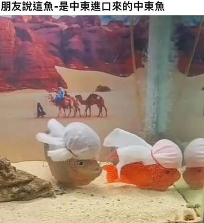 这张梗图展示了一个鱼缸场景，缸内背景是印有沙漠、骆驼商队和中东服饰人物的布景，几条色彩鲜艳的观赏鱼（包括灰色和橙色品种）的头顶被P上了白色或粉色的头巾，模仿中东地区传统头饰。图片顶部配有文字“朋友說這魚-是中東進口來的中東魚”，通过将鱼拟人化并赋予中东文化符号（头巾），结合沙漠背景形成幽默效果，调侃“中东鱼”的荒诞设定。