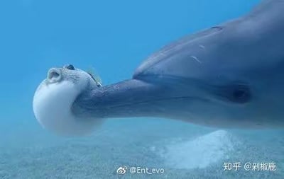 这是一张水下原始拍摄的静态横图，画面中的海豚头部前方恰好有一只圆滚滚的河豚，由于拍摄角度的巧合，河豚的身体与海豚的嘴部完美重合，形成了海豚长着圆球状鼻子的视觉错觉，第一眼极易让人产生误解，画面充满趣味。