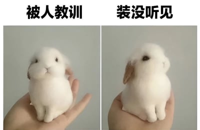 图片为左右对比的双栏结构，左侧画面中一只白色垂耳兔被人捧在手心，上方配有文字“被人教训”，兔子眼神正视前方，表情显得乖巧专注；右侧画面中同一只兔子头部转向侧面，耳朵微微向后倾斜，上方文字标注“装没听见”，生动展现出假装没听到批评时的可爱逃避状态。整体通过兔子的神态变化形成幽默对比，没有双关或谐音梗。