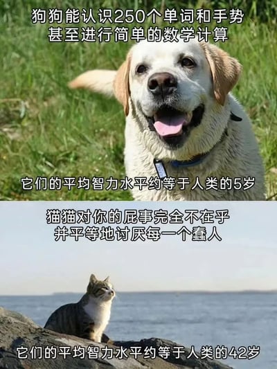 图片分为上下两部分对比狗狗和猫猫的性格与智力特征。上半部分是一只站在绿色草地上的拉布拉多犬，吐着舌头表情开心，配文称狗狗能认识250个单词和手势，平均智力约等于人类5岁；下半部分是一只蹲坐在海边岩石上的虎斑猫，侧视远方表情高冷，配文调侃猫猫完全不在乎人类的琐事，并平等地讨厌每个蠢人，平均智力约等于人类42岁。通过幽默的文字对比展现猫狗截然不同的特质，引发宠物爱好者共鸣。