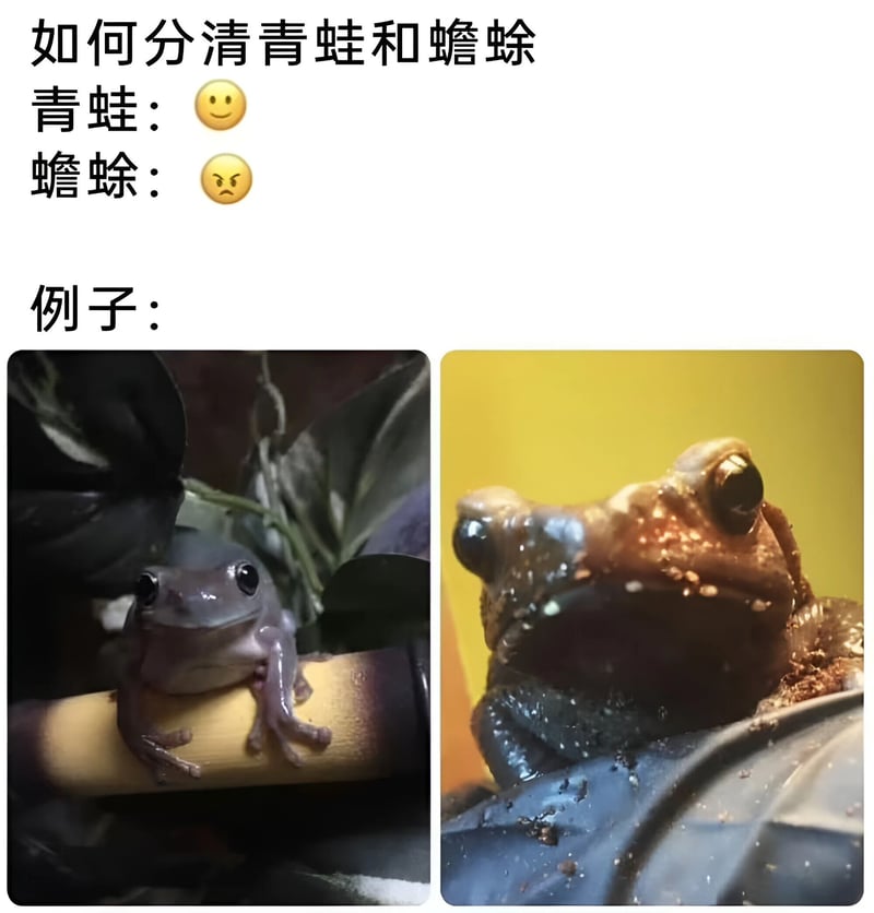 青蛙