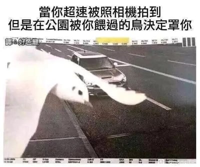 这是一张测速摄像头拍摄的屏幕截图，画面中一辆汽车在道路上行驶，一只白色飞鸟恰好出现在摄像头镜头前方，几乎完全遮挡了镜头的拍摄视角。图片上方配有繁体中文调侃文字，翻译为简体中文是“当你超速被摄像头拍到，但是在公园被你喂过的鸟决定罩着你”，用拟人化的幽默手法，将飞鸟遮挡镜头的巧合场景，解读为飞鸟为了报答投喂之恩，帮忙挡住摄像头避免超速被记录的趣事。图片左上角有“译：好色龍”的翻译标注，右下角带有“momo圖庫”的水印。