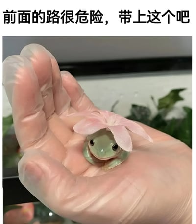 一只戴着粉色小花的绿色小青蛙被一只戴着透明手套的手轻轻托在掌心，青蛙表情呆萌，眼神无辜。画面上方配有黑色文字“前面的路很危险，带上这个吧”，通过“危险”的文字提示与可爱青蛙形成强烈反差萌，营造出轻松幽默的氛围，仿佛这只小青蛙是应对危险的“护身符”。