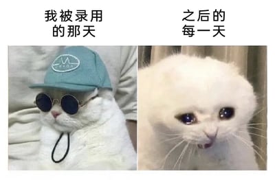 这是一张左右对比的搞笑梗图，用来调侃打工人入职前后的状态变化：左侧区域上方配文‘我被录用的那天’，图中是一只白色猫咪，戴着浅蓝色带标的棒球帽和圆形深色墨镜，打扮得精神拉风，展现刚被录用时意气风发的状态；右侧区域上方配文‘之后的每一天’，图中是同一只白色猫咪，毛发炸起、双眼含泪，神态委屈崩溃，展现入职工作后每天心累疲惫的状态，通过反差幽默吐槽了打工人的职场落差。
