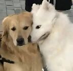 图片中展示了一只金毛犬和一只萨摩耶犬亲密依偎的温馨场景。金毛犬毛色呈浅金黄色，眼神温和地注视前方；萨摩耶犬全身雪白，头部亲昵地靠在金毛犬的侧脸上，嘴角微微上扬似在微笑。两只狗狗表情放松，姿态亲密，传递出友爱与陪伴的治愈氛围。