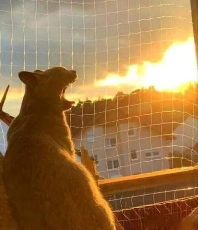 一只橘猫坐在网状物（可能是窗纱）后，仰头张大嘴巴，仿佛在嚎叫或打哈欠。背景是绚烂的日落景象，橙黄色的阳光洒满天空，透过网眼可以看到远处的房屋轮廓，整体画面温暖而富有氛围感。
