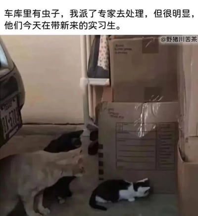 这是一张图文结合的搞笑梗图，上方配文“车库里有虫子，我派了专家去处理，但很明显，他们今天在带新来的实习生”。图片呈现的是车库场景，画面中有四只猫咪：一只浅色猫咪俯身低头，姿态像是在示范抓虫的“专家”；另外三只猫咪（两只纯黑猫咪、一只黑白花色猫咪）围绕在它周围，有的专注观察，有的趴在地上，仿佛是正在学习技能的“实习生”。整幅图用猫咪的可爱场景类比职场中老员工带教实习生的日常，将严肃的职场情景转化为诙谐的猫咪互动，充满趣味，容易引发职场人士的共鸣。