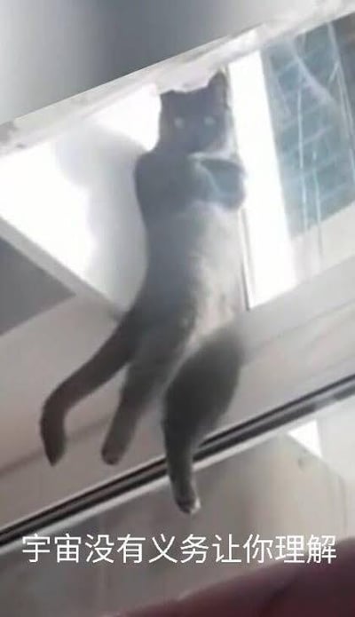 一只灰猫正倒挂在窗户框架上，前爪紧紧抓住窗沿，后腿悬空下垂，尾巴自然垂落，姿态显得十分笨拙又迷惑。背景可见窗户玻璃和室内部分结构，光线从窗外射入照亮猫咪身体。图片底部有一行白色文字：“宇宙没有义务让你理解”，猫咪的滑稽动作与这句富有哲理的文字形成幽默反差，让人忍俊不禁。
