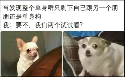 这张梗图上方配有文字："当发现整个单身群只剩下自己跟另一个朋友还是单身狗 我：要不，我们两个试试看？"，下方是两张小狗的图片。左边是一只吉娃娃从木桶后探出头来，表情带着一丝期待和试探；右边是另一只吉娃娃正直视前方，表情看起来有些惊讶和不知所措。图片通过将单身人群中最后两个单身者比喻成两只小狗，幽默地表现了人们在长期单身后面临的社交尴尬和无奈，用轻松搞笑的方式诠释了当代年轻人的单身状态。