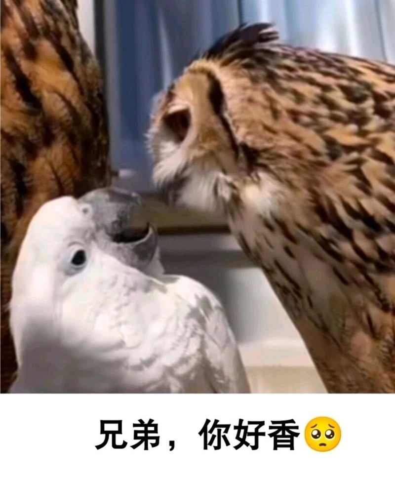 兄弟，你好香