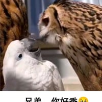 兄弟，你好香