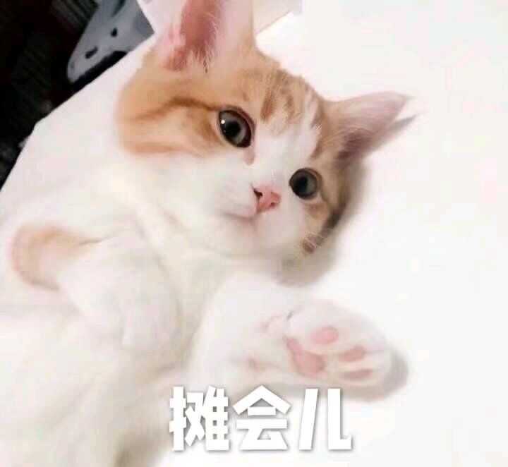 橘白猫咪躺卧摊会儿表情包
