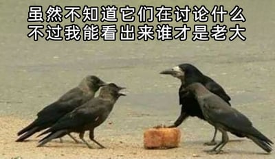 这是一张充满趣味的动物实拍梗图，画面中四只乌鸦聚集在一块类似面包的食物旁。其中两只乌鸦的姿态形成了巧妙的视觉错位，看起来像是一只乌鸦将“手臂”搭在另一只乌鸦的背上，摆出了人类社会里“大哥”的派头，对面的两只乌鸦则抬头看向它们，仿佛在与这只“大哥”乌鸦进行对峙或交涉。图片上方配有文字“虽然不知道它们在讨论什么不过我能看出来谁才是老大”，通过拟人化的解读和视觉错位的效果，将乌鸦的互动场景类比成人类社会的层级关系，制造出搞笑的氛围，让原本普通的动物互动变得充满戏剧性。