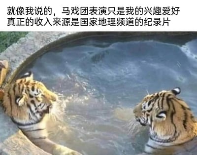 这是一张由实拍照片改编的搞笑梗图，画面中水池里的两只老虎因拍摄角度问题，左侧老虎的头部与一只小老虎的头部重叠，形成了“双头虎”的视觉错位效果。图上方配有人拟人文案：“就像我说的，马戏团表演只是我的兴趣爱好 真正的收入来源是国家地理频道的纪录片”，将这只“特殊外形”的老虎拟人化，调侃它靠自己的奇特外形在纪录片领域获取收入，马戏团表演只是副业，利用视觉错位的趣味效果制造幽默笑点，十分生动有趣。