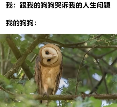 图片上半部分有两行文字：“我：跟我的狗狗哭诉我的人生问题”和“我的狗狗：”。下半部分是一张猫头鹰的照片，这只猫头鹰正歪着头，表情看起来有些困惑地坐在树枝上。图片通过文字说的是“狗狗”但实际配图是“猫头鹰”的反差制造幽默效果，暗示当人们向宠物倾诉烦恼时，宠物可能根本听不懂，只是做出可爱的反应。