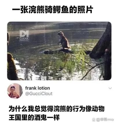 这是一张社交媒体截图，属于图文混排的内容。顶部配有文字“一张浣熊骑鳄鱼的照片”，对应的图片展示了一只浣熊站在水面上的一个外形类似鳄鱼的物体（也可能是枯木）上，浣熊的姿态摇摇晃晃，看起来像是站不稳的样子。下方是推特（X平台）用户frank lotion（账号@GucciClout）发布的调侃内容，配文“为什么我总觉得浣熊的行为像动物王国里的酒鬼一样”，用拟人化的方式将浣熊站不稳的姿态类比成酒鬼的状态，充满趣味，引发观者的笑点。图片左上角还有“DANK”的水印，这类水印常见于分享搞笑内容的账号或平台。