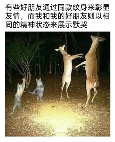 这是一张充满荒诞搞笑氛围的图文梗图，上方配文写道“有些好朋友通过同款纹身来彰显友情，而我和我的好朋友则以相同的精神状态来展示默契”。图片场景设定在夜晚的树林中，两只猫咪和两只鹿都呈现出高度同步的怪异姿势：它们纷纷直立起身，身体后仰，前肢抬起，面部神态扭曲亢奋，仿佛处于一种“疯癫”的同步精神状态，用动物们离谱又同步的姿态，生动呼应了配文里调侃的好朋友之间不用刻意追求同款物品，而是连精神状态都高度契合的另类友情默契，整体风格搞笑诙谐，充满趣味。