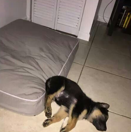 德国牧羊犬