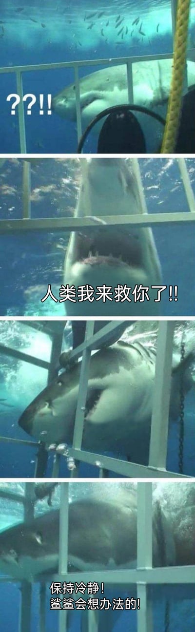 这是一组四格连环文字加注梗图，改编自真实的深海潜水拍摄画面。第一格中，大白鲨看到潜水笼，露出惊讶的神态，配文“??!!”表现它发现“被困人类”的意外；第二格中，大白鲨朝着潜水笼猛冲过来，配文“人类我来救你了!!”，将其拟人化为热心想要救援的形象；第三格展示大白鲨的头部卡在了潜水笼的栏杆之间，呈现出窘迫的状态；第四格中，被困的大白鲨配文“保持冷静！鲨鲨会想办法的!”，进一步拟人化它的心理活动，形成了凶猛大白鲨热心办坏事的乌龙搞笑效果，通过反差感制造趣味。