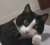 图片中是一只黑白相间的猫咪，正躺卧在浅色的平面上。它的眼睛又大又圆，带着好奇的神情望向镜头，一只前爪微微抬起，姿态显得十分可爱呆萌。整体画面温馨治愈，聚焦于猫咪的萌态特写。