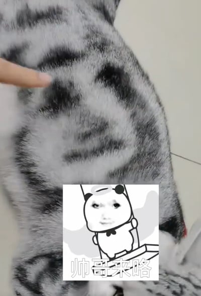 图片主体为一只灰色虎斑猫的背部特写，一只手指正指向猫咪背部的花纹。图片下方有一个小插图，内容是经典的熊猫头表情包角色，该角色戴着光环，面带微笑，下方配有文字“帅哥来咯”。整体通过真实猫咪照片与卡通表情包的结合，形成一种幽默的视觉效果。