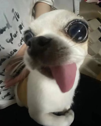 一只白色吉娃娃小狗的特写镜头，它有着不成比例的超大圆眼睛，眼神呆萌又充满好奇。小狗嘴巴张开，粉色舌头自然伸出，表情看起来既惊讶又兴奋。背景中能看到一只人手轻轻托着小狗，环境像是普通家庭室内场景。这张照片通过近距离拍摄和小狗夸张的表情，营造出非常可爱搞笑的效果，让人忍不住被萌化。