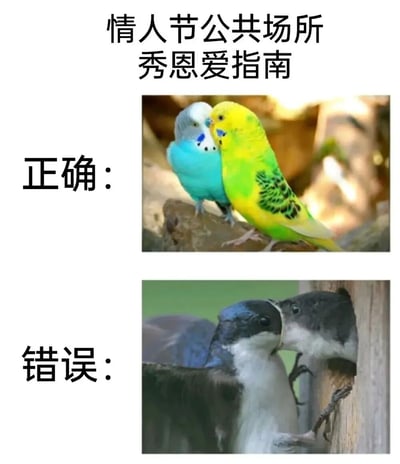 这是一张关于情人节公共场所秀恩爱礼仪的幽默对比图。上方标题为“情人节公共场所秀恩爱指南”，下方分为“正确”和“错误”两部分：“正确”部分展示两只色彩鲜艳的鹦鹉（蓝色和黄色）温柔地相互触碰喙部，动作轻柔含蓄；“错误”部分则是两只燕子在树洞旁进行较为亲密的喙部接触，动作显得更为直接热烈。通过动物行为的对比，调侃了在公共场所秀恩爱应注意分寸的主题。