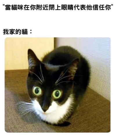 这是一张结合文字与照片的搞笑 meme。图片上方文字写道“當貓咪在你附近閉上眼睛代表他信任你”，下方接着“我家的貓：”并配上一张黑白猫咪的照片。照片中的猫咪有着超大的绿色眼睛，正圆睁着直视前方，与文字描述的“闭上眼睛表示信任”形成鲜明反差，通过这种预期与现实的冲突制造幽默效果。