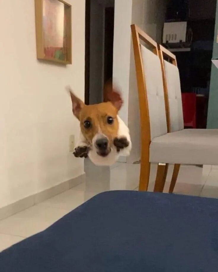 杰克罗素梗