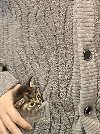 一张温馨治愈的照片，展示了一只棕虎斑小奶猫从灰色毛绒外套的口袋中探出脑袋的场景。小猫圆溜溜的大眼睛带着好奇望向镜头，耳朵竖起，身体被一只人手轻轻托住，显得格外乖巧。外套材质柔软蓬松，表面有明显的纹理，右侧可见黑色纽扣，整体画面传递出温暖可爱的氛围，凸显了人与宠物间的亲密互动。