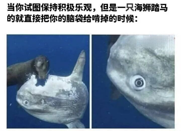 海狮