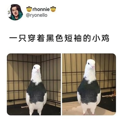 这是一张来自海外社交平台的趣味动物图，采用左右对比的静态构图，展示了一只身处笼子中的鸽子。这只鸽子的羽毛天然分布特殊，白色的头部、翅膀下半部分与黑色的胸腹部羽毛结合，从视觉上看仿佛穿着一件黑色短袖，配文“一只穿着黑色短袖的小鸡”玩了视觉错位的梗，将鸽子调侃成穿着短袖的小鸡，两张图呈现了同一只鸽子在不同角度下的模样，背景为金属笼子，整体充满趣味性，利用动物的天然外形制造出拟人化的错觉效果。
