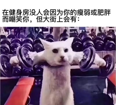 图片上方配有文字'在健身房没人会因为你的瘦弱或肥胖而嘲笑你，但大街上会有：'，下方是一只白色猫咪直立站立，双手各持一个哑铃举在肩部，背景是健身房内堆叠的哑铃。通过猫咪健身的幽默场景，对比健身房和大街上对身材的不同态度，以轻松搞笑的方式鼓励人们积极健身，减少身材焦虑。