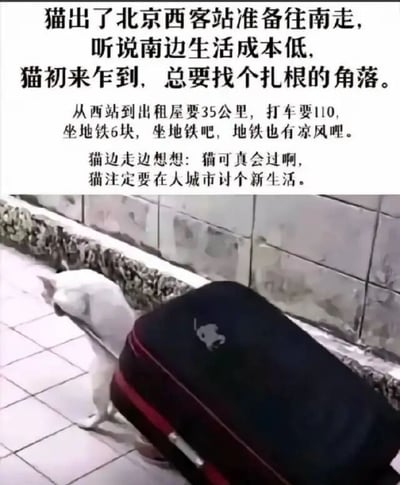 图片上半部分为文字叙事，讲述一只猫出了北京西客站准备往南走，因听说南边生活成本低而计划在大城市扎根。从西站到出租屋35公里，打车需110元，选择6元的地铁出行并自我感慨“猫可真会过”，对新生活充满期待。下半部分是一张实拍照片，一只白色猫咪正拉着一个带有猫咪图案的黑色行李箱，站在瓷砖地面和墙边，生动呼应了文字内容，通过拟人化手法展现类似年轻人在大城市打拼的场景。