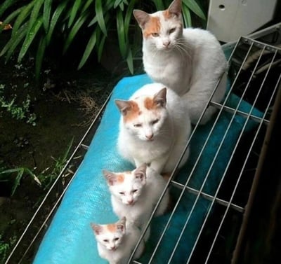 图片中展示了四只白色带有橙色斑点的猫咪，它们并排坐在一个蓝色垫子上，被金属笼子围住。猫咪们都有着相似的毛色和表情，看起来十分严肃，眼神直视前方。背景中可以看到绿色的植物，暗示这是在户外环境。