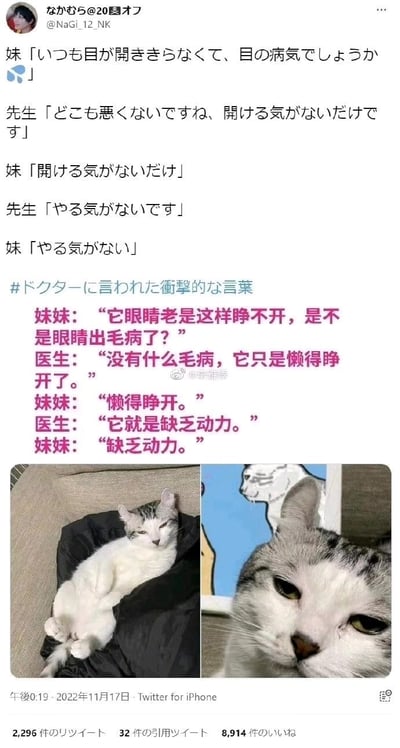 这是一张社交媒体截图，内容为Twitter用户@Nagi_12_NK于2022年11月17日发布的帖子。帖子记录了妹妹和医生的搞笑对话：妹妹担心猫咪总是睁不开眼睛是不是得了眼疾，医生却淡定回复“它只是懒得睁开”“缺乏动力”，引发妹妹的重复确认。下方配有两张猫咪照片，左侧猫咪四仰八叉躺在黑色物体上，眼睛半眯；右侧为猫咪脸部特写，眼神慵懒迷离。帖子包含日文原文和中文翻译，整体风格幽默可爱，展现了猫咪的慵懒本性和对话中的趣味误解。
