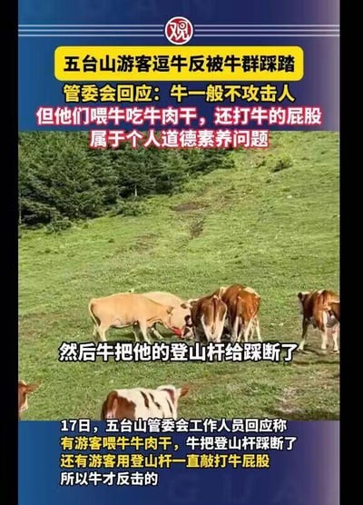 这是一则还原五台山游客与牛群冲突事件的新闻图文内容，整体为图文混排形式：上方是醒目的事件标题与五台山管委会的初步回应，指出牛一般不会主动攻击人，冲突的起因是涉事游客做出喂牛吃牛肉干、用登山杆敲打牛屁股的不当行为，属于个人道德素养问题；中间是五台山草原上聚集的牛群实拍画面，配文提到牛踩断了游客的登山杆；底部文字进一步补充了17日管委会工作人员的回应细节，明确是游客的一系列不文明、不当的逗弄行为，最终引发了牛的反击。该内容清晰还原了事件的来龙去脉，旨在告知公众事件真相，引导游客在景区文明游玩，尊重动物。