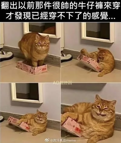 图片为多图拼接的图文混排meme，顶部配有文字：'翻出以前那件很帥的牛仔褲來穿 才發現已經穿不下了的感覺...'。下方四格画面展示一只橘猫与粉色花纹盒子的互动：第一格橘猫自信地站在盒子里；第二格试图挤进盒子导致盒子变形撕裂；第三格沮丧地躺在盒子旁；第四格抱着破损的盒子，表情无奈。通过猫咪无法再fit进盒子的场景，幽默比喻人类翻出旧牛仔裤却穿不下的尴尬与失落，引发共鸣。