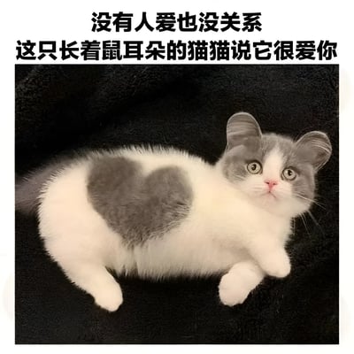图片上方有两行黑色文字：'没有人爱也没关系 这只长着鼠耳朵的猫猫说它很爱你'。下方是一只灰白色的猫，它的耳朵被P成了类似老鼠耳朵的形状，背部有一个心形的灰色毛发图案。猫咪正仰躺着，睁着大眼睛看向前方，表情看起来很无辜可爱。